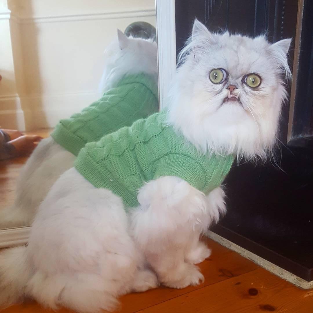 Два толстых кота