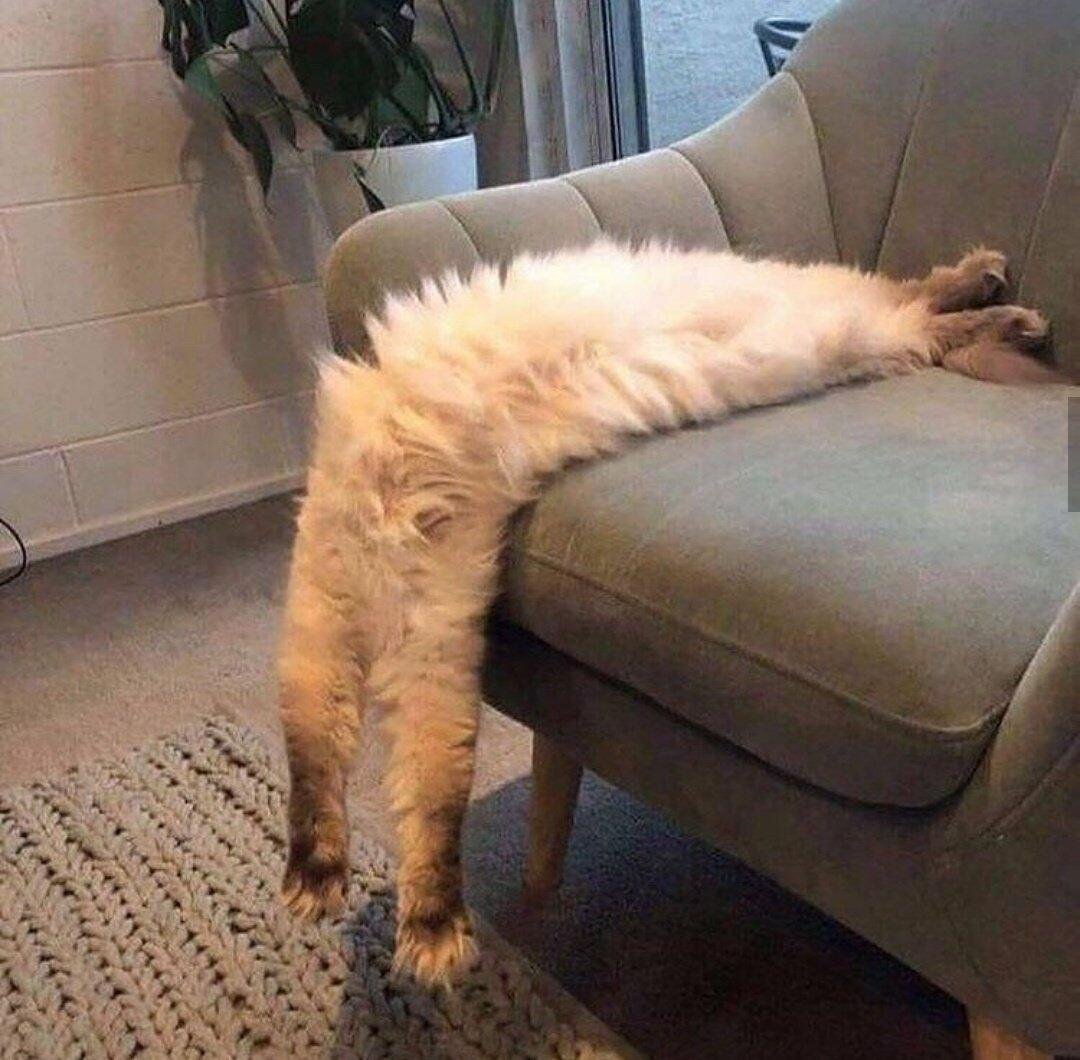 Постер о потерянных животных