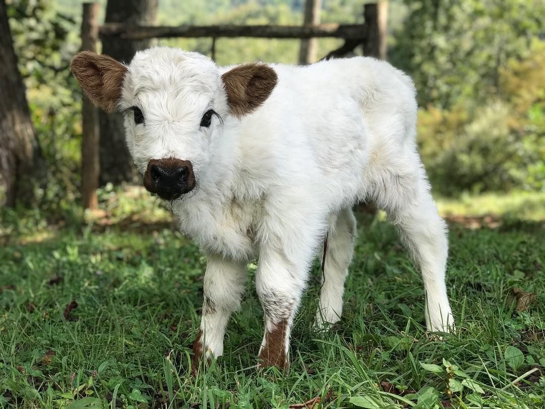 Белый бычок