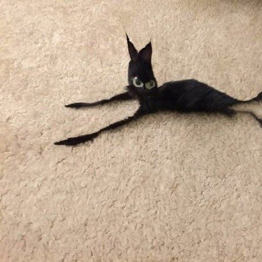 Худая черная кошка