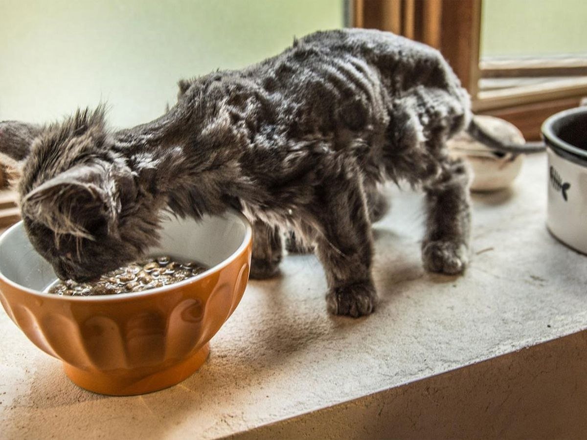 Ленивый котик