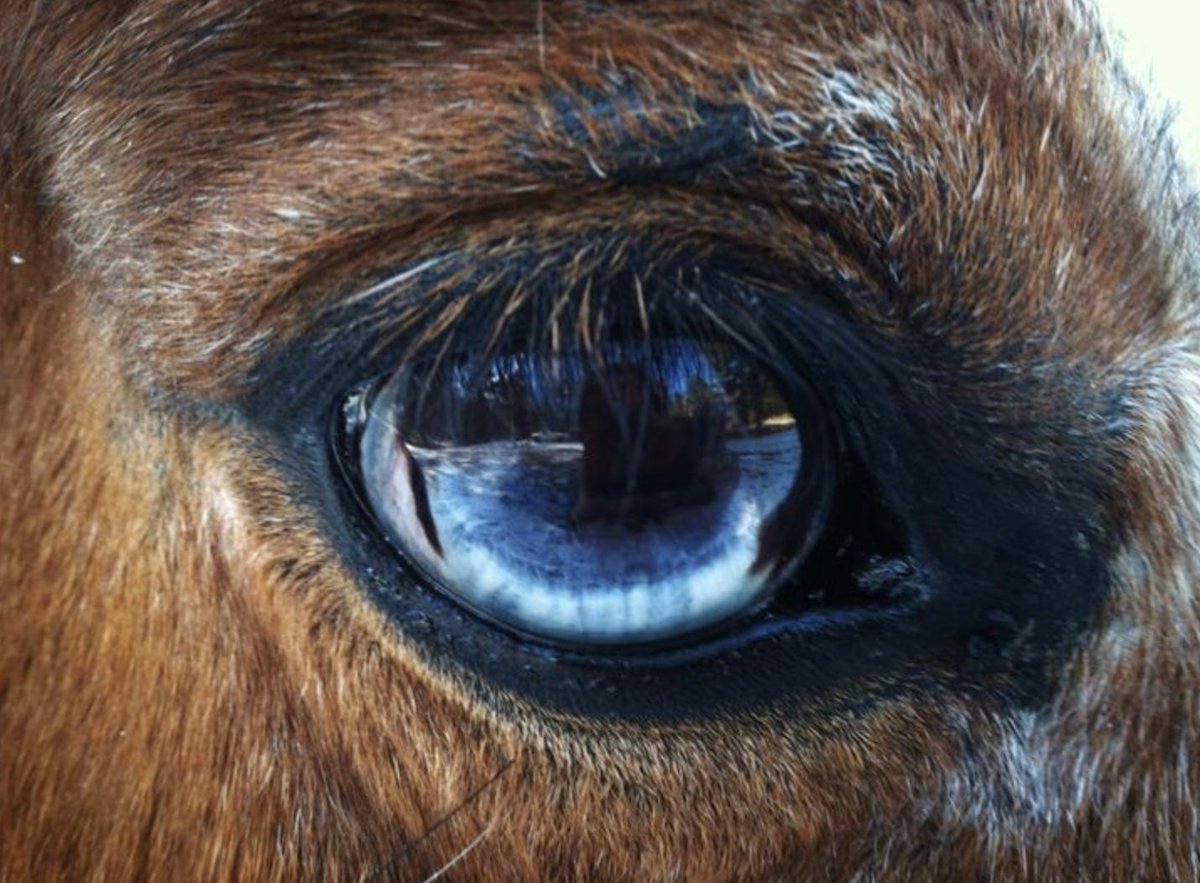 Глаз лошади