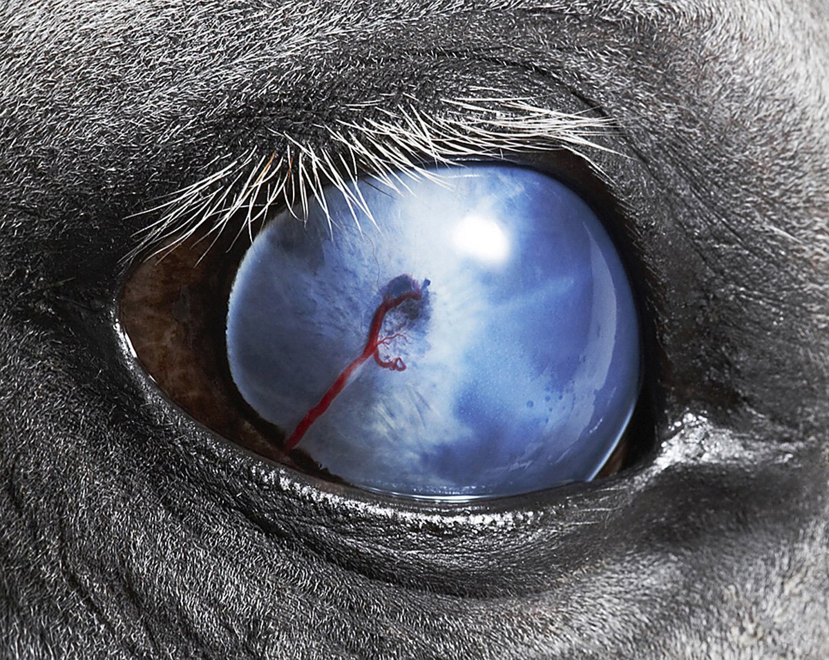 Тим Флэк фотограф