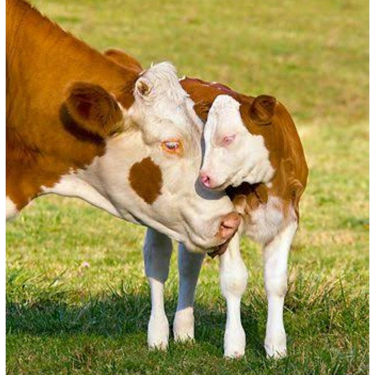 Нежная корова