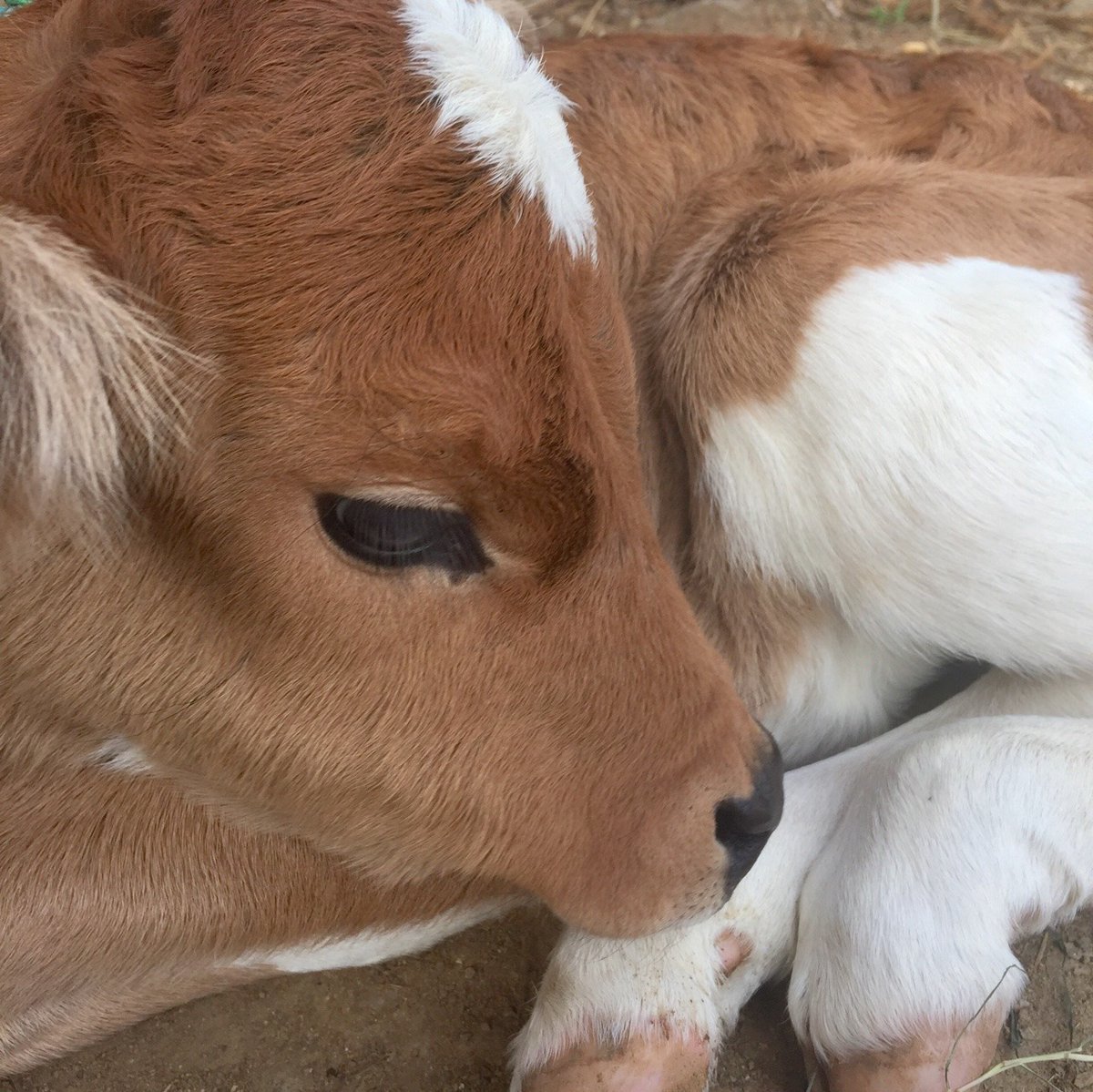 Телята Эстетика