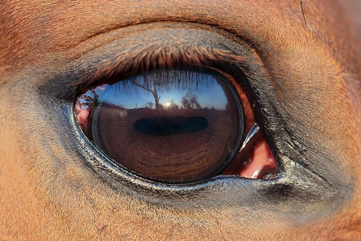 Глаз коня