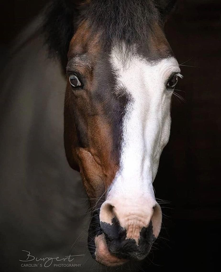 Глаз лошади крупным планом