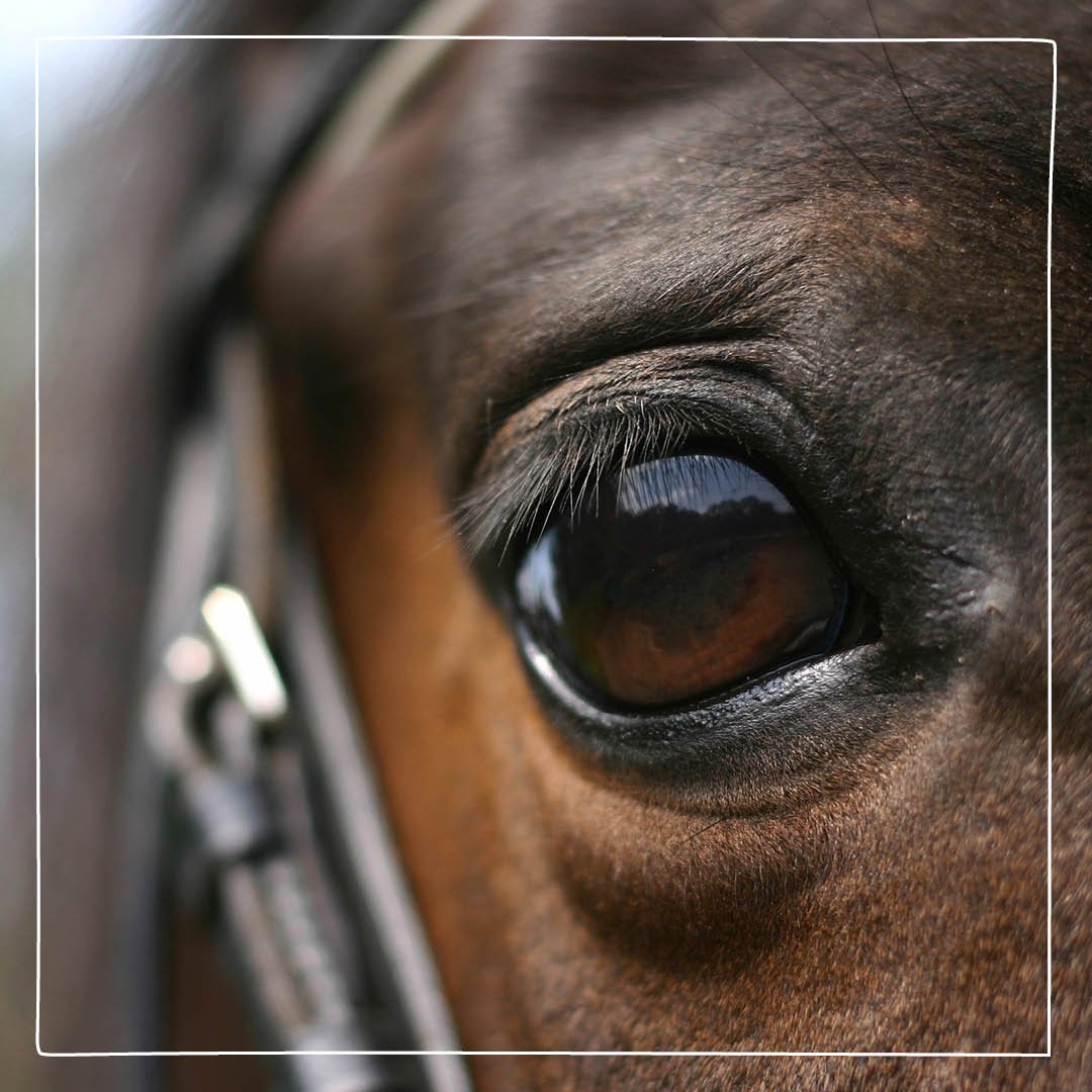 Глаз лошади