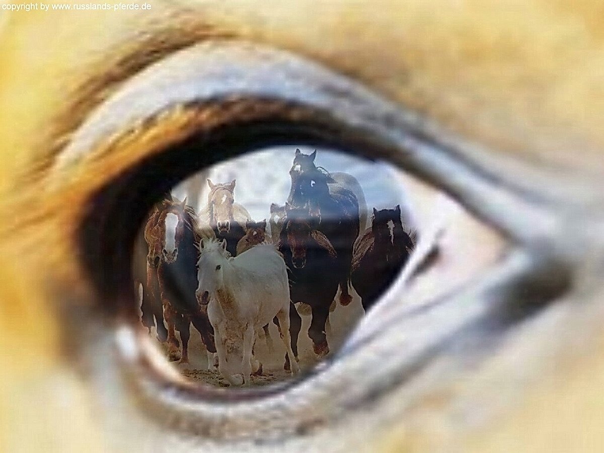 Глаз лошади