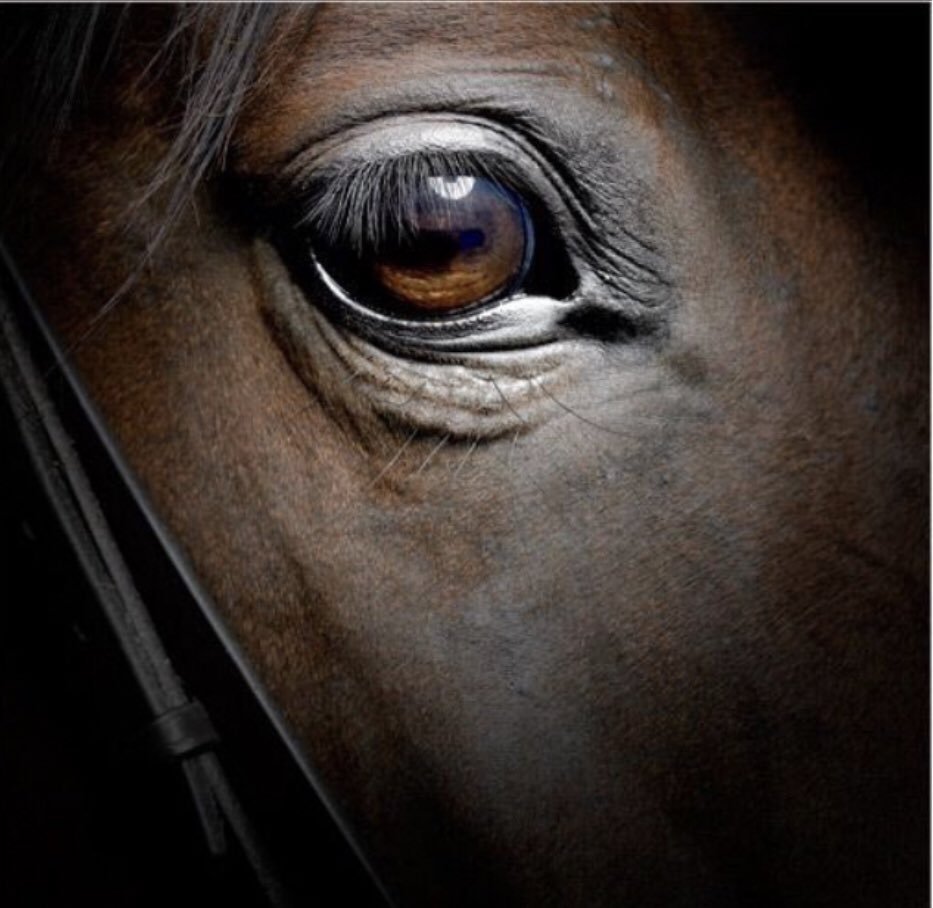 Зрачок лошади