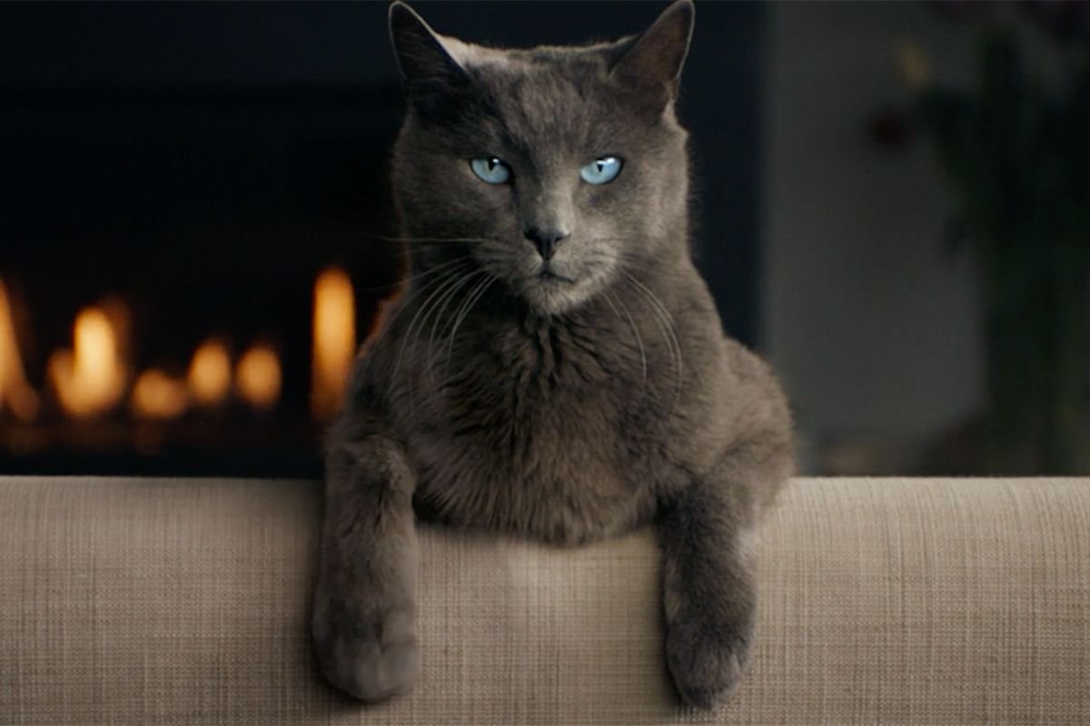 Реклама кошачий корм Шеба