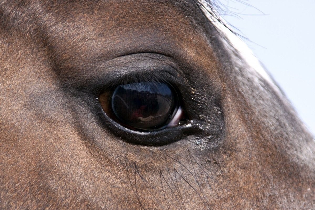 Зрачок лошади