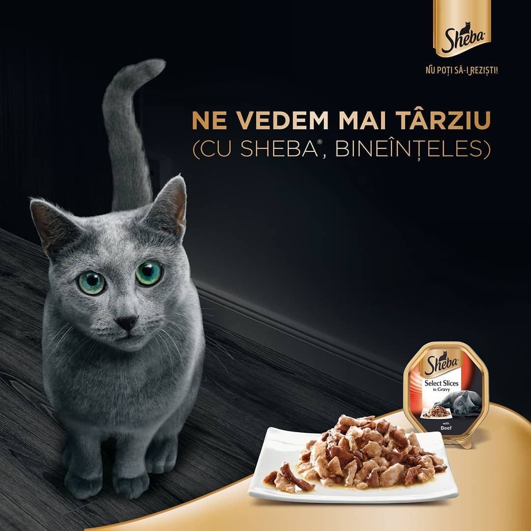 Шеба сопротивление бесполезно