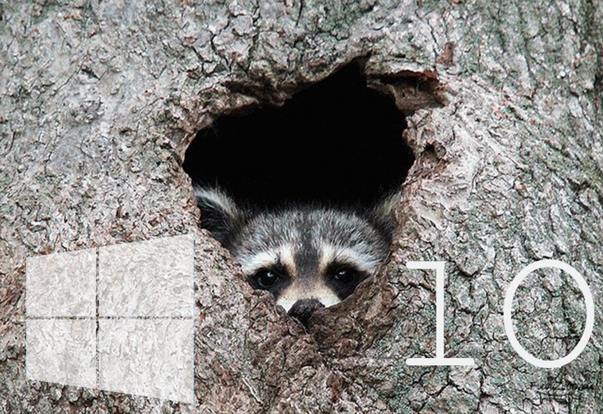 Енот спрятался