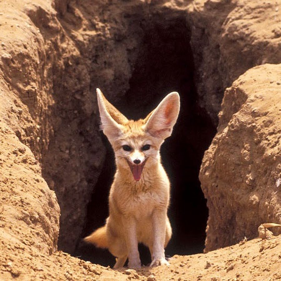 Животные пустыни фенек