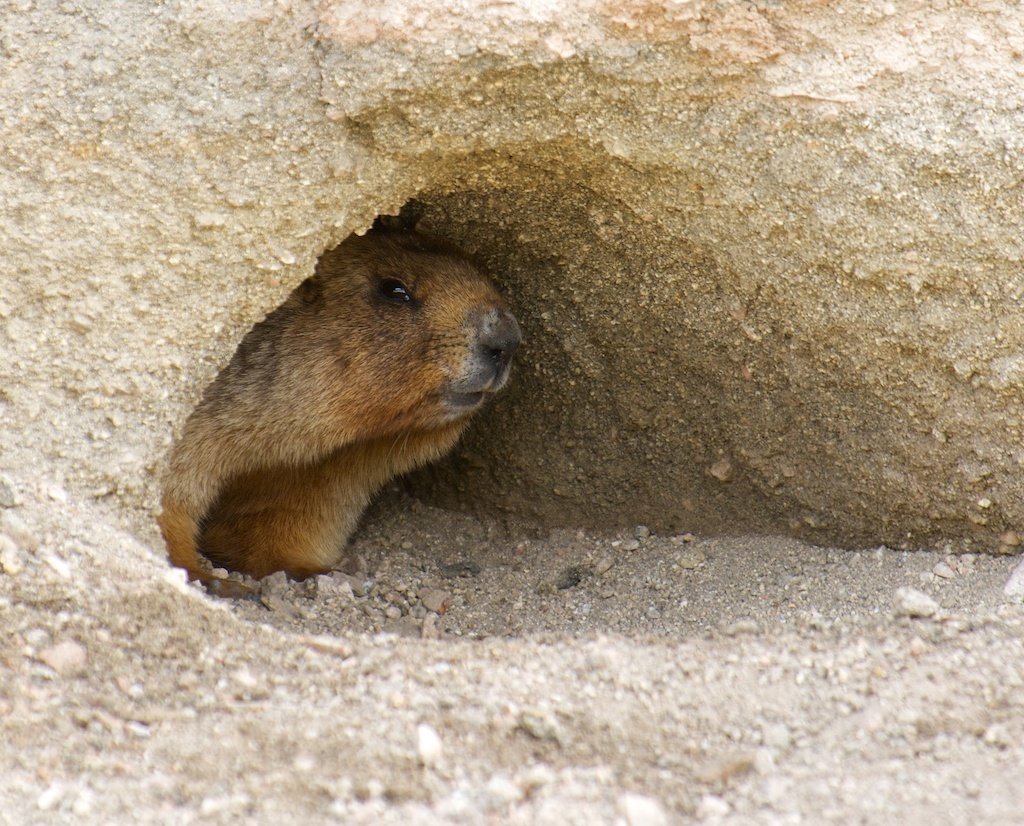 Степной сурок Байбак Норы