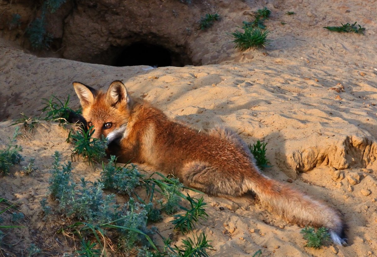 Лиса в норе