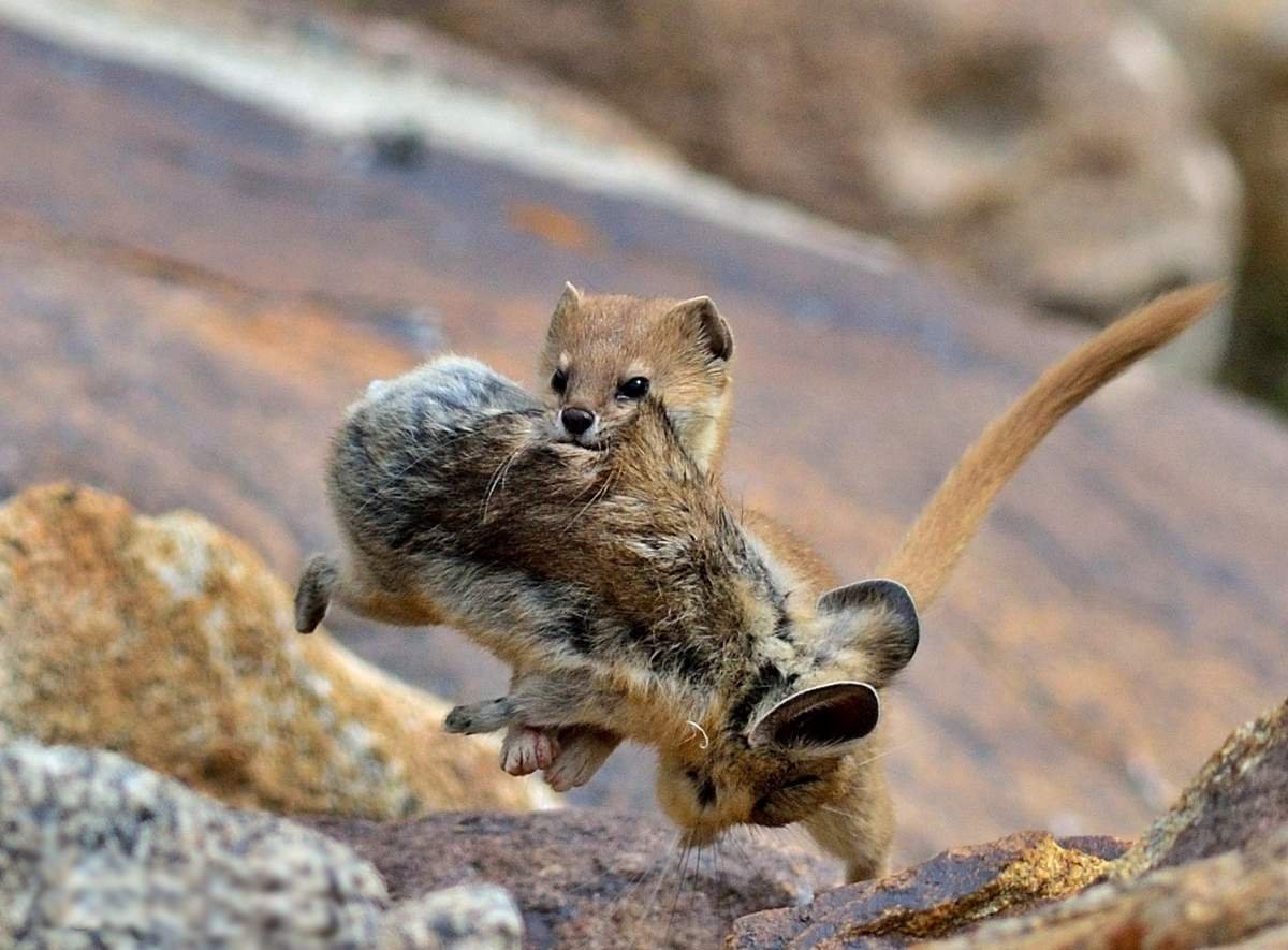 Солонгой Дальневосточная популяция