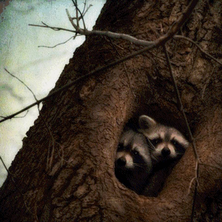 Енот - полоскун в норе