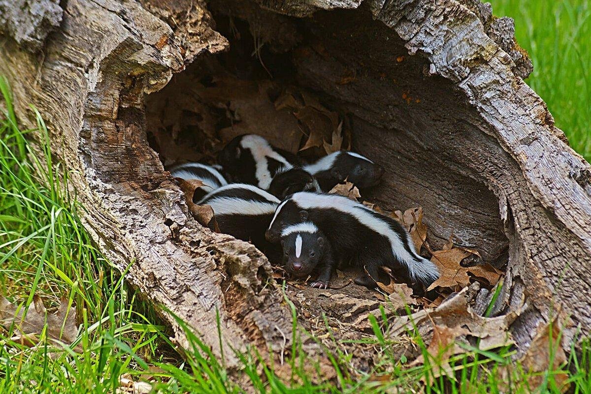 Скунс спит в норе