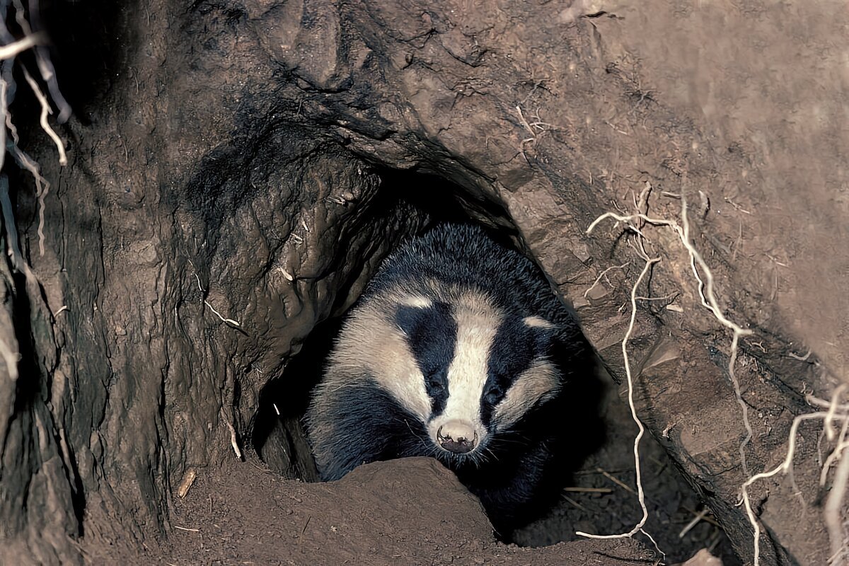 Норка барсука