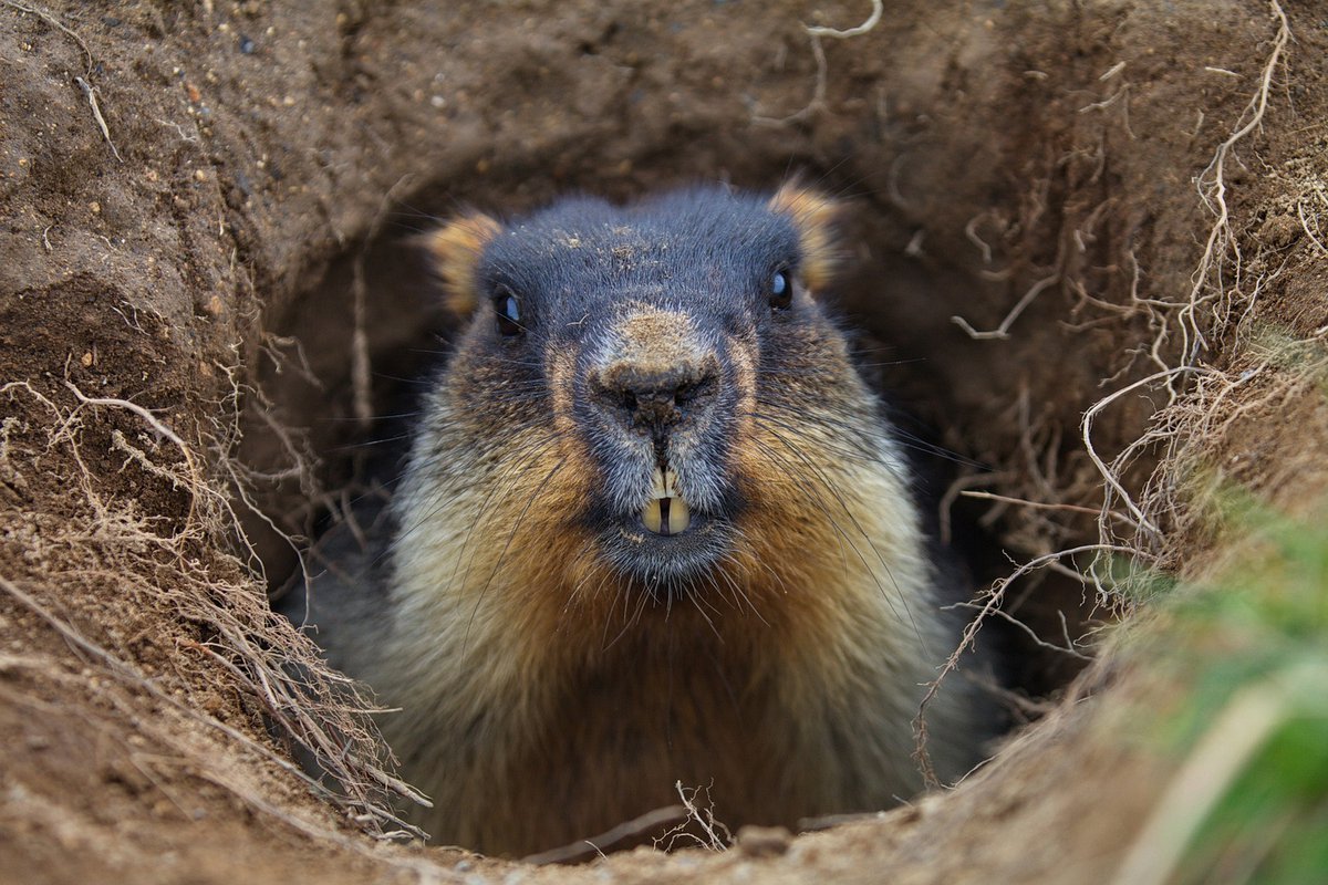 Сурок тарбаган