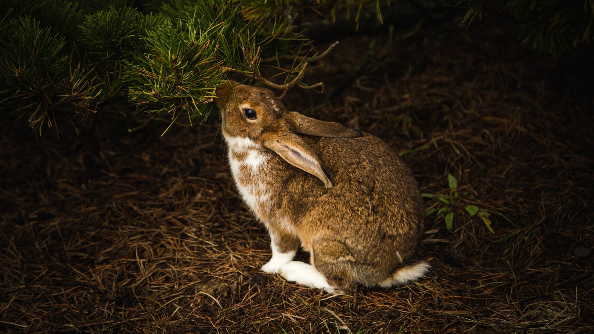 Болотный заяц. Заяц Арчибальд. Белохвостый заяц. Кролик в лесу. Кролик Лесной.