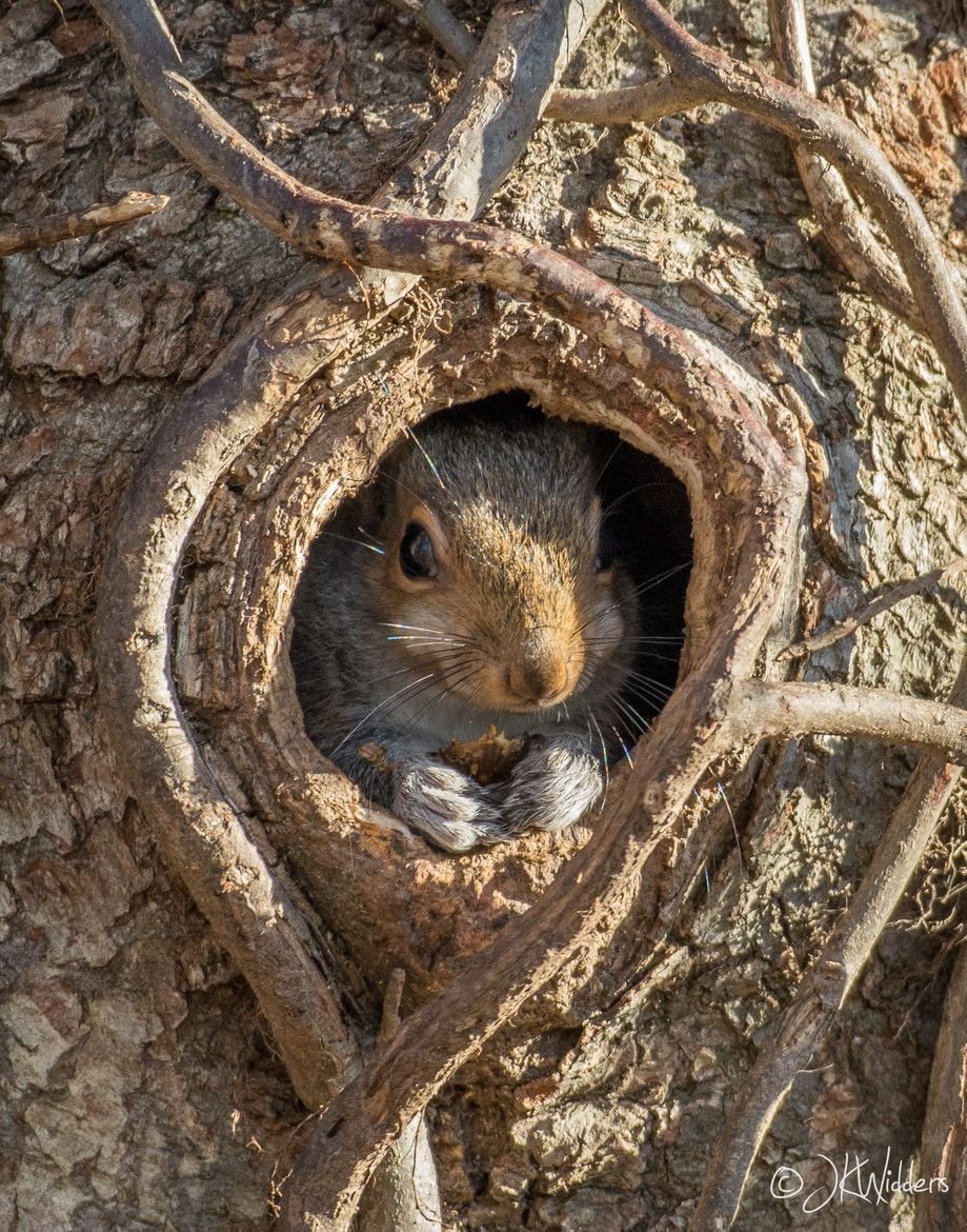 Гнездо белки Гайно