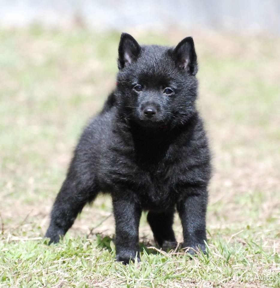 Шипперке Бельгийская овчарка европейская