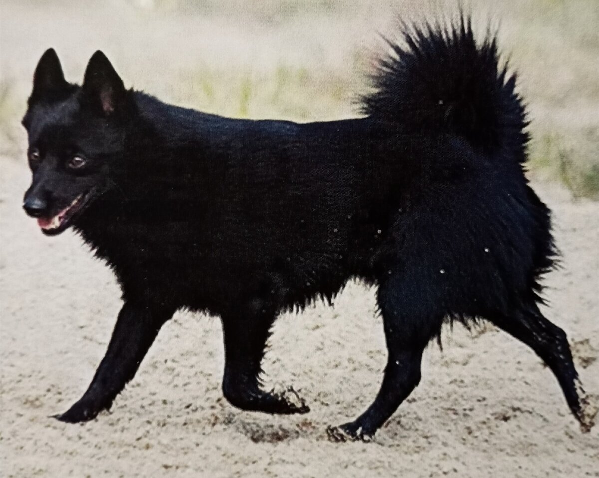 Шипперке черно подпалый