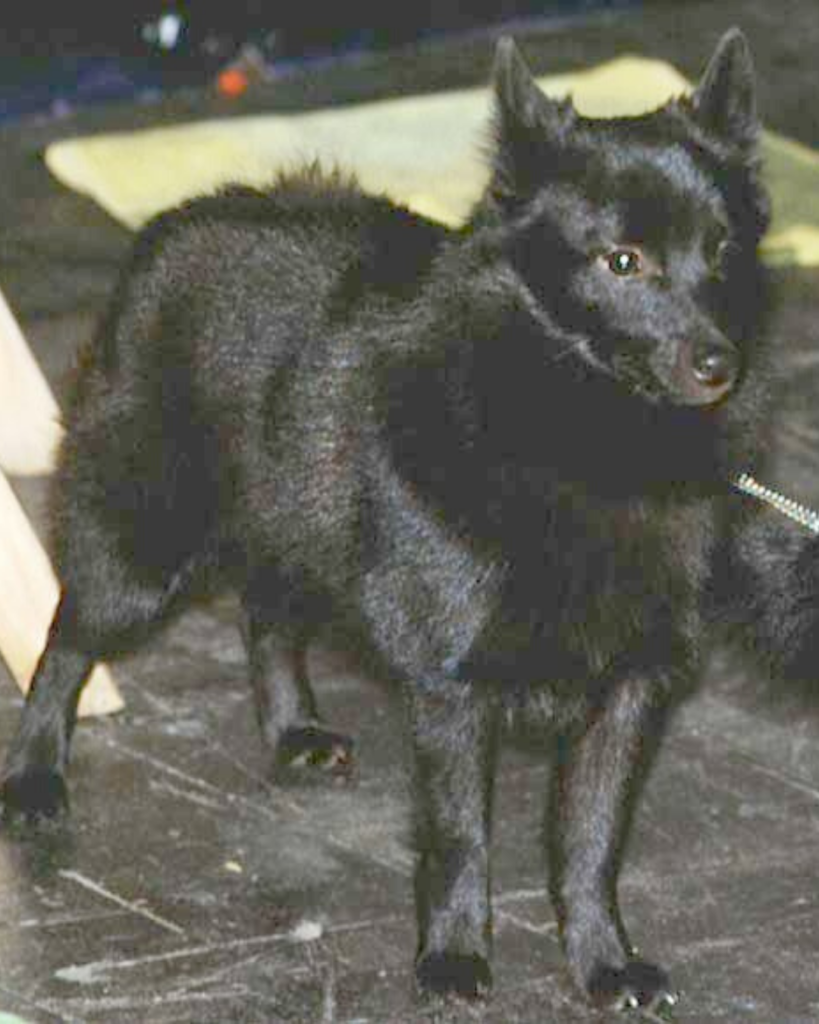 Маленькая Бельгийская овчарка шипперке