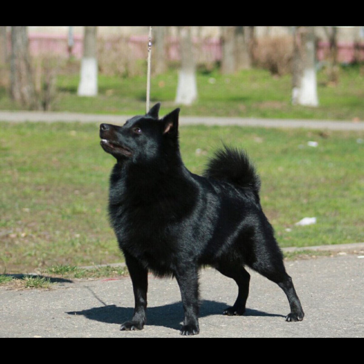 Маленькая Бельгийская овчарка шипперке