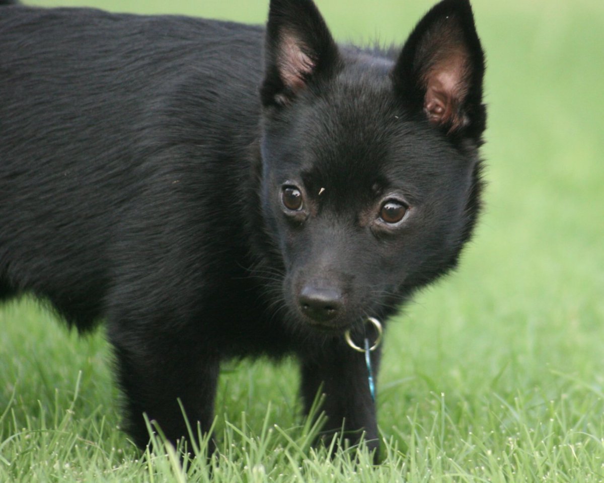 Шипперке стандарт FCI