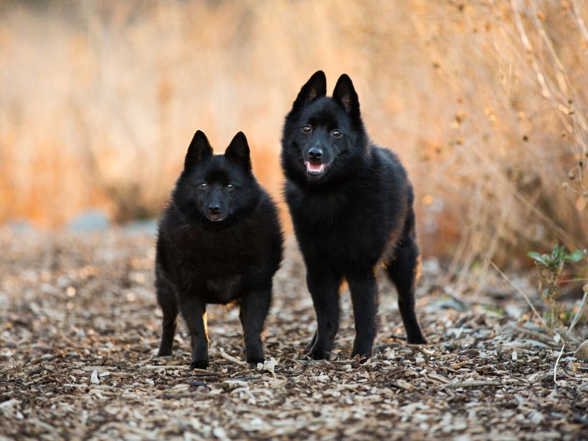 Карликовая овчарка шипперке