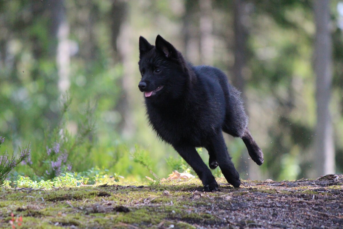 Шекперка Бельгийская овчарка