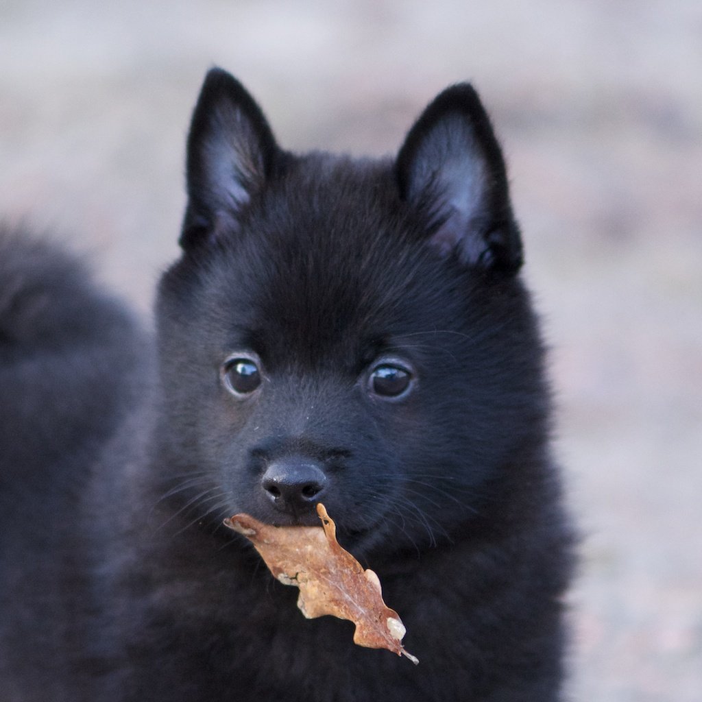 Шипперке альбинос