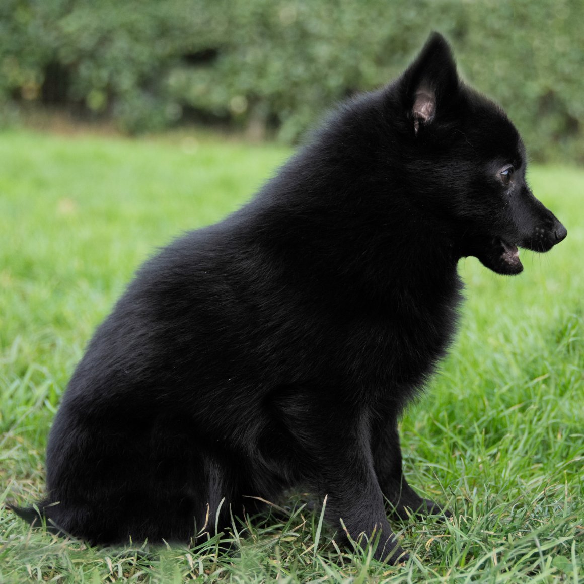 Шипперке собака в вольере зимой