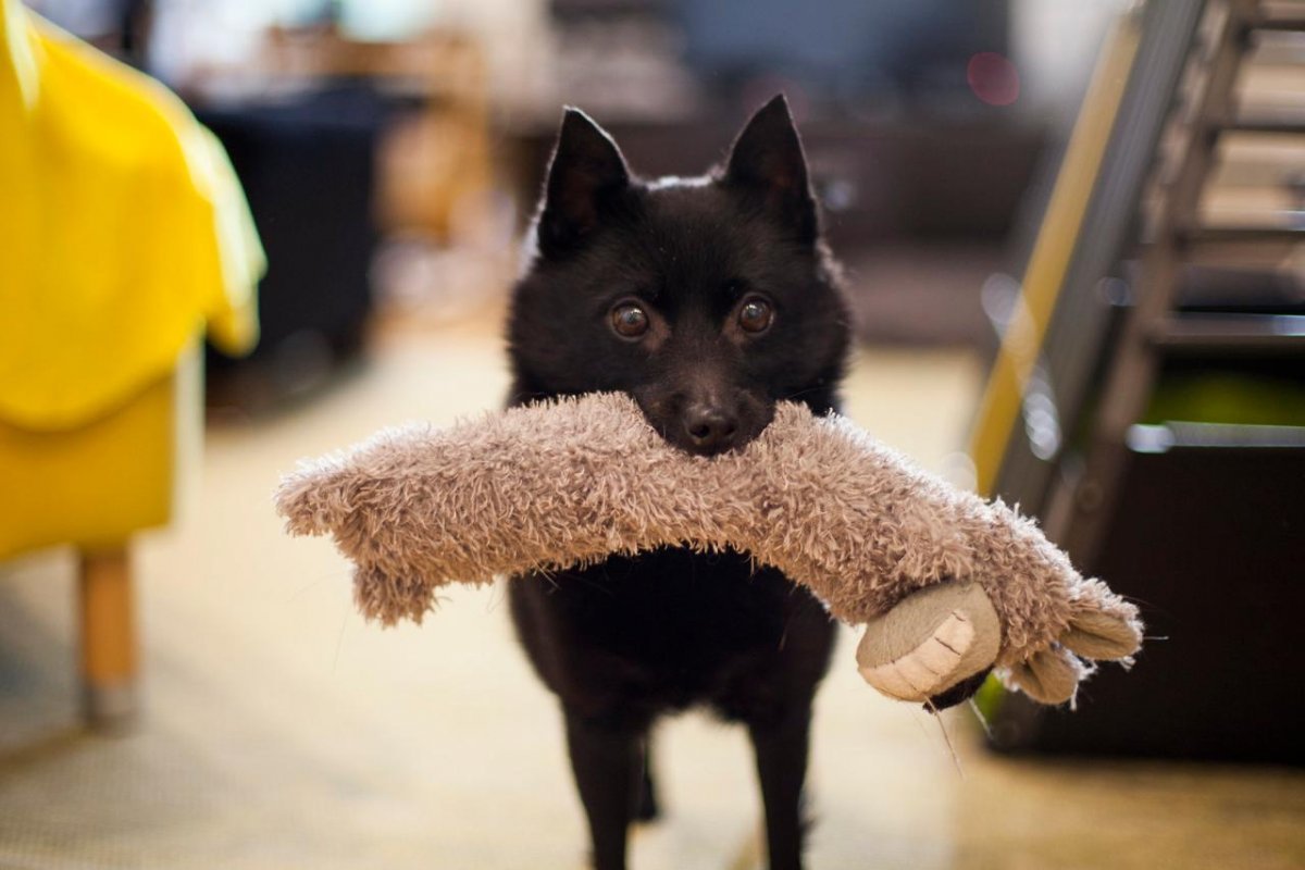 Бельгийская овчарка шипперке