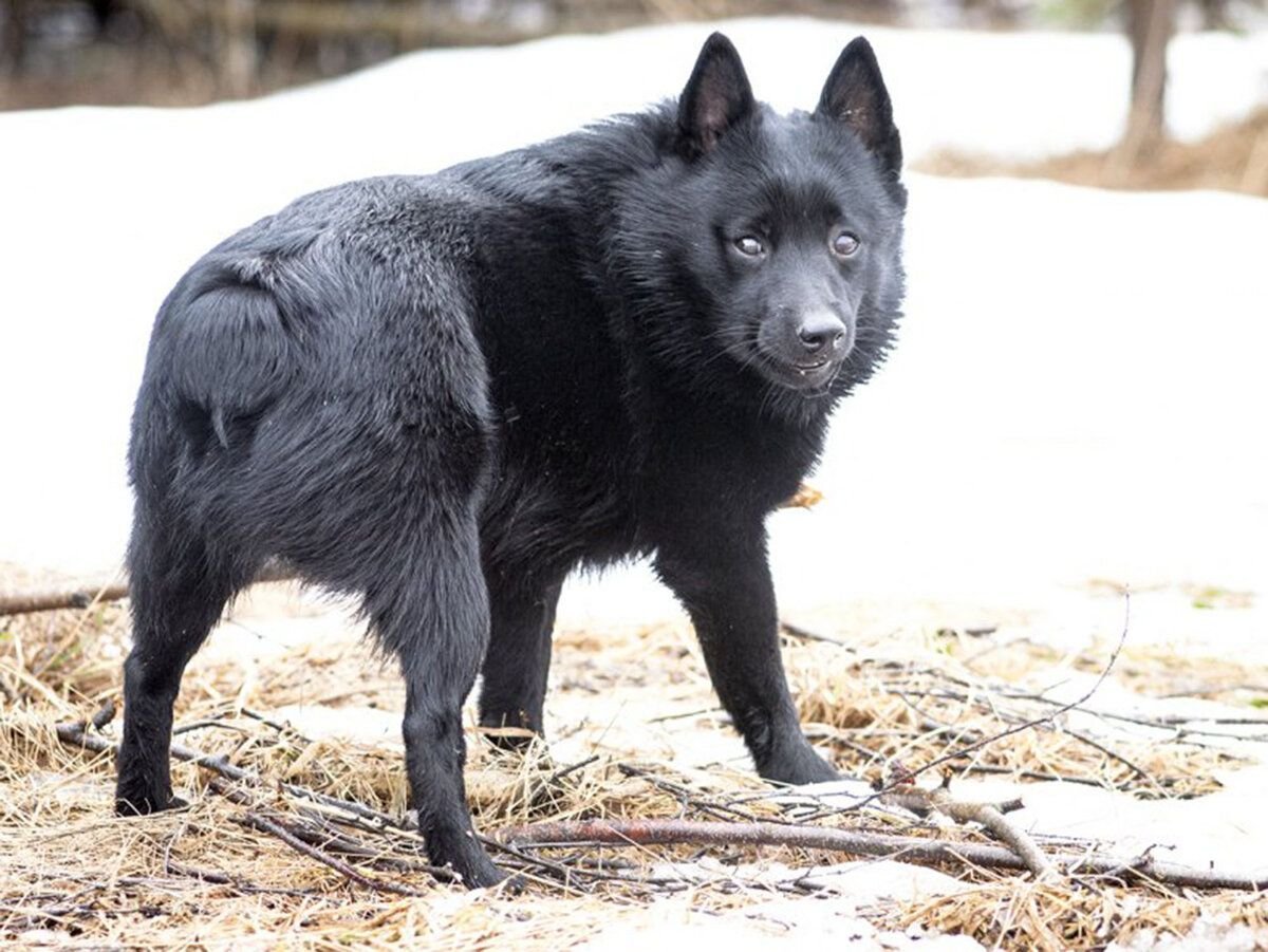 Шипперке черно подпалый