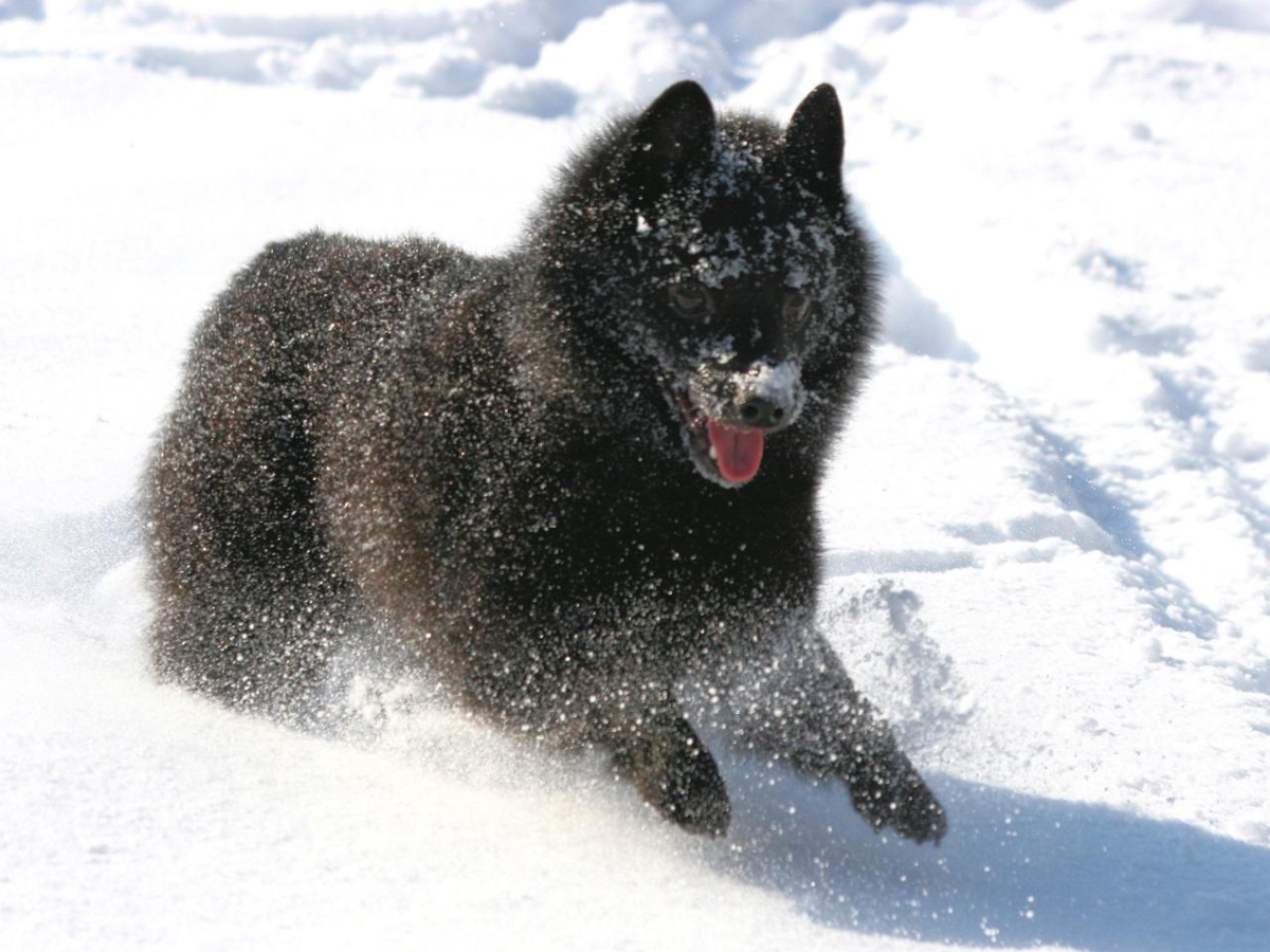 Самая маленькая овчарка шипперке
