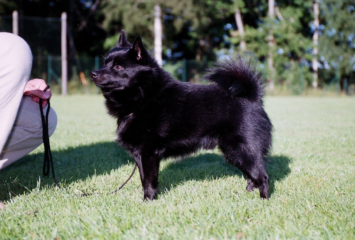 Шипперке собака описание