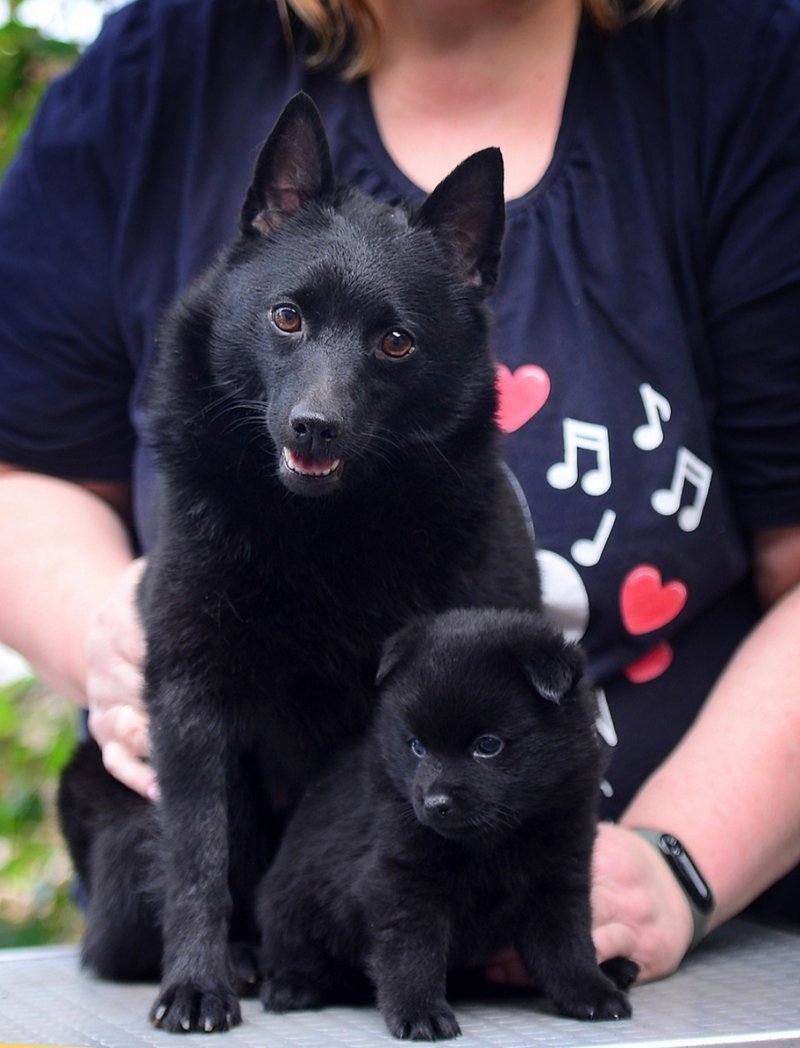 Шипперке обидиенс