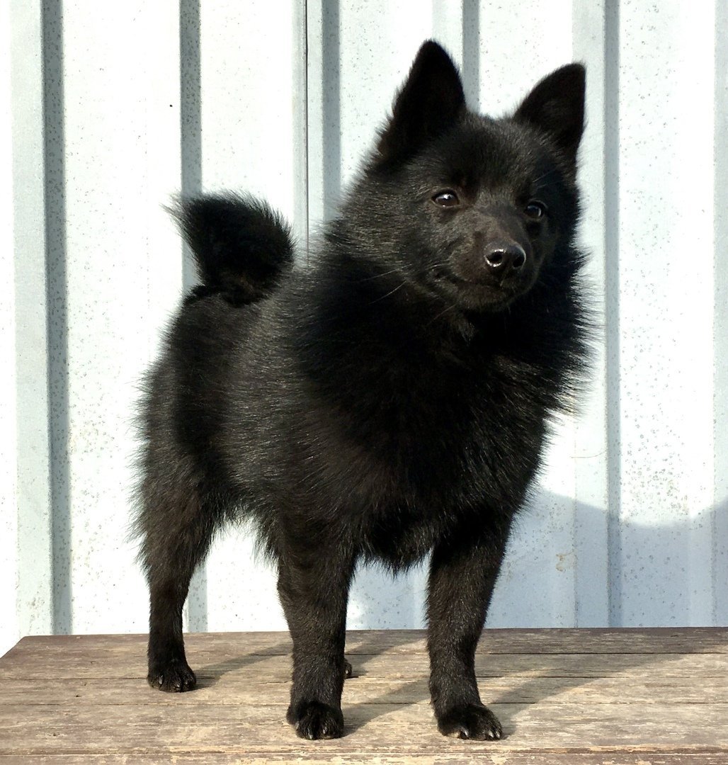 Черная Бельгийская овчарка шипперке