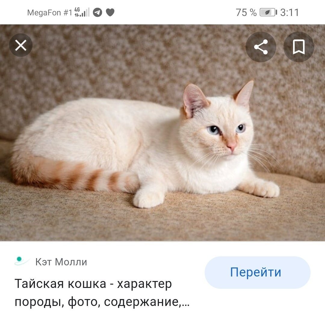 Тайский ред Пойнт