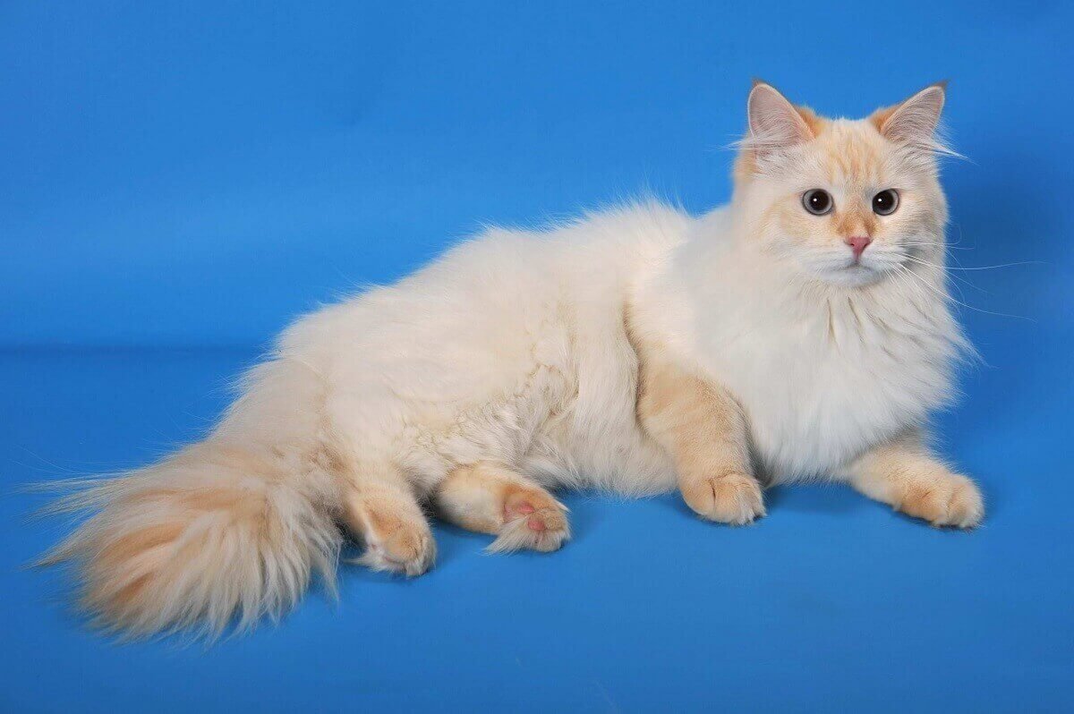 Невская маскарадная кошка Рэд-Пойнт