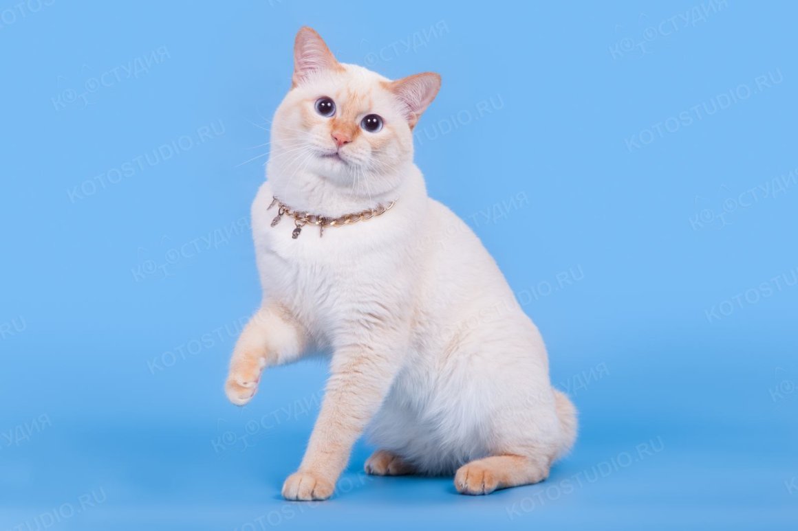 Меконгский боьтейл ред роинт