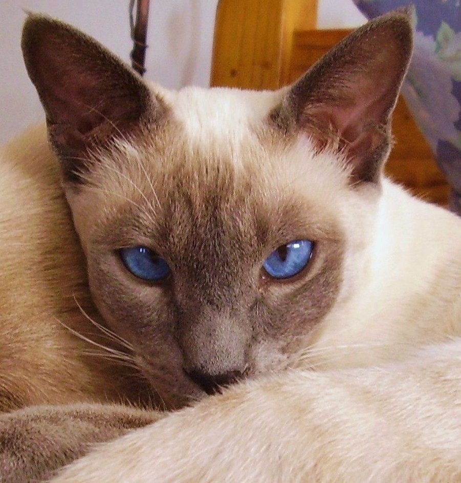 Меконгский бобтейл табби Пойнт