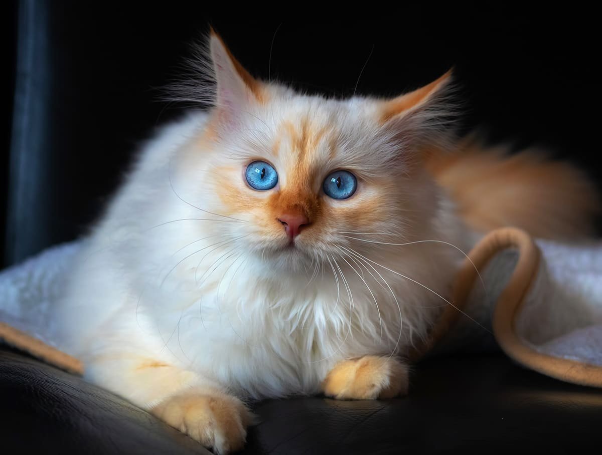 Рэгдолл котята фото