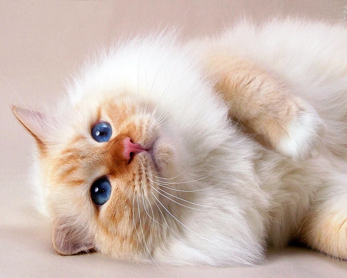 Священная Бирма кошка рыжая