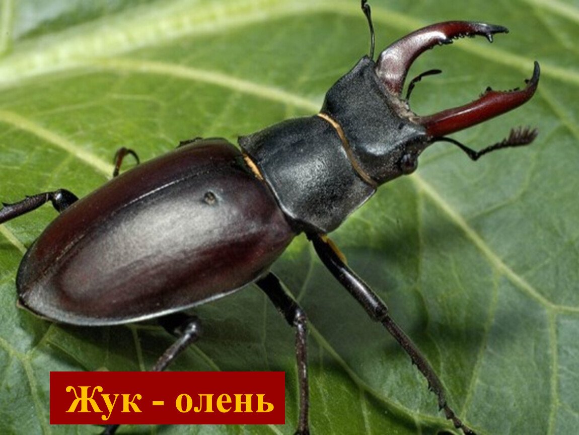 Жук Скосарь